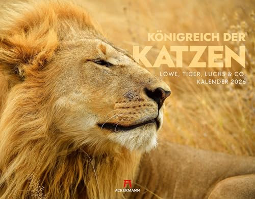 Königreich der Katzen Kalender 2026 | Löwe, Tiger, Luchs & Co | Bildstarker Tierkalender im großen Querformat (54x42 cm) | Raubkatzen in ihrem Habitat