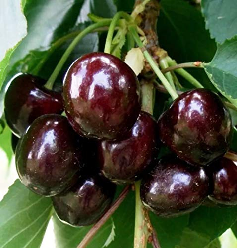 Säulenkirsche Schokoladniza, Säulen-Kirschbaum,Säulen-Kirsche