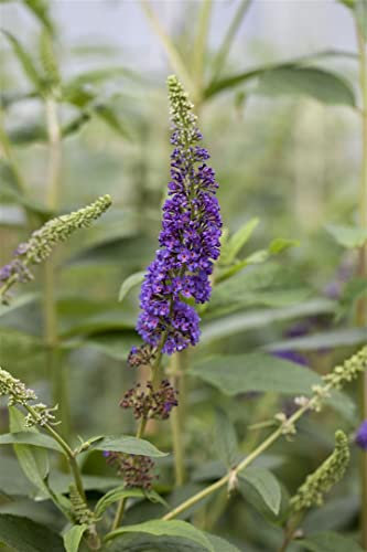 Buddleja davidii 'Empire Blue' 100–125 cm – Winterhart, Mehrjährig, Pflegeleicht – Schmetterlingsflieder – Zierstrauch für Garten & Terrasse