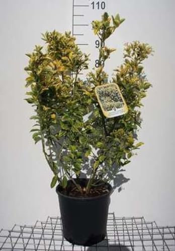 Euonymus jap. 'Aureomarginatus' ('el. aureus') - Fusain Du Japon 60-80 cm en pot