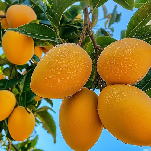 Semi di mango - da esterno resistenti fresca da frutto nani resistenti regali per gli amanti del giardino esotiche 2pcs