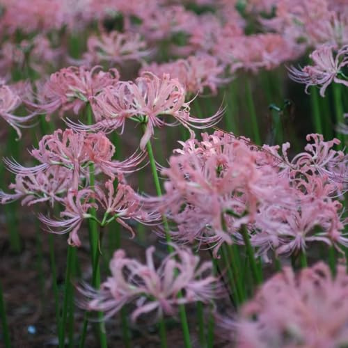 Bulbos de lirio araña - Lycoris radiata - exóticas, resistentes, decoración balcón exterior 4pcs