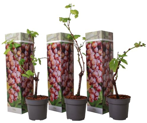 Plant in a Box - Traubenpflanzen - 3er Set - Vitis Vinifera 'Pinot gris' - Weintraube Rot - Winterhart - Topf 9cm - Höhe 25-40cm