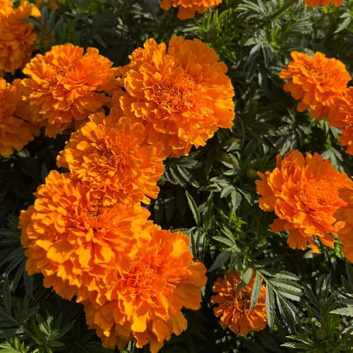 Semi di calendula biologici - resistenti tappezzatura del terreno, giardino 500pcs