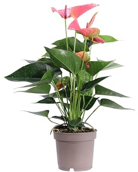 Pianta di Anthurium o Anthurio pianta ornamentale da interno casa appartamento ufficio pianta vera fiori vari colori venduta da eGarden.store (Fucsia v.12 cm)