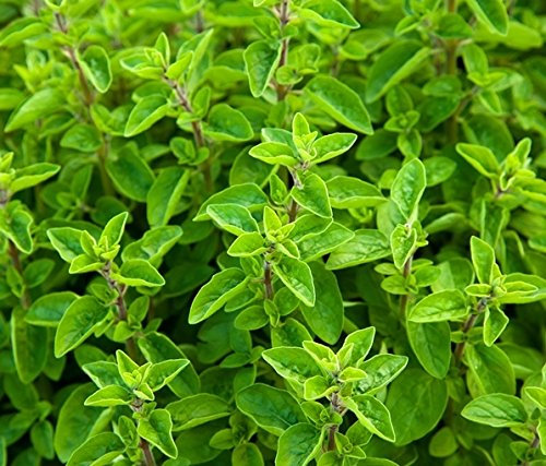Graines de marjolaine Origanum Particule de