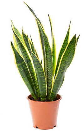 AIRY Bogenhanf (Sansevieria Trifasciata) • Luftreinigende Pflanze • Topf-Ø ca. 12cm, Höhe mit Topf ca. 35cm • Zimmerpflanze in gärtnerischer Qualität • Sicherer Pflanzenversand • Deutsche Gärtnerei