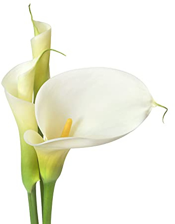 Easy to Grow Calla Lily Bridal Bliss 3 Bulbs - White Flowers Blooms in Summer Sun Tropical Spring Planted