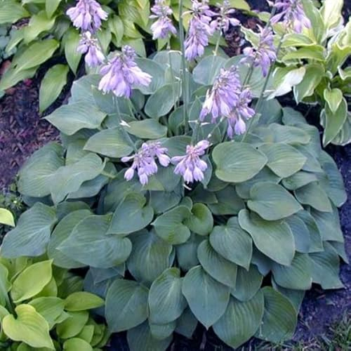6 x Hosta 'Blue Cadet' - Perenni Vaso 9cm x 9cm