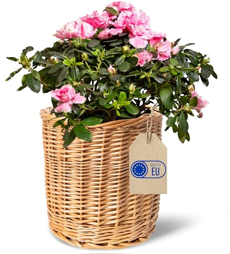 Creative Home ljus korg | Korg 21 x 21 x 21 x 21 cm (+/- 2 cm) | Hand- vävda | Blomkruka, för förvaring | Skrivbordsorganisatör | Blomkruktäcke | Naturfärg