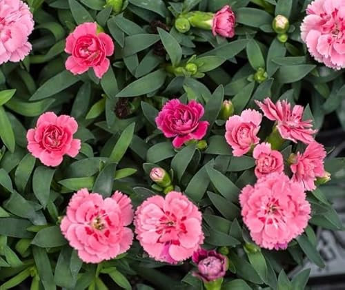 100pieces Pink Carnation Flower Seeds