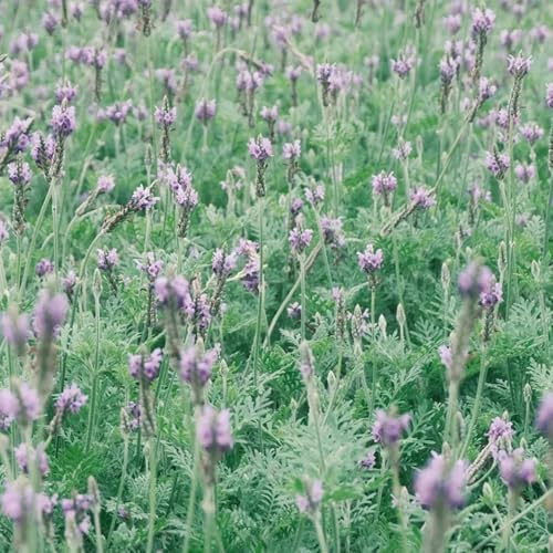 Semi di lavanda resistente - in vaso balcone giardino 100pcs