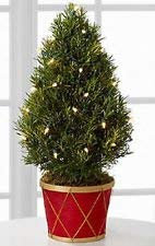 ROMARIN Rosmarinus officinalis Herbe ancestrale Culinaire Paquet de 100 graines