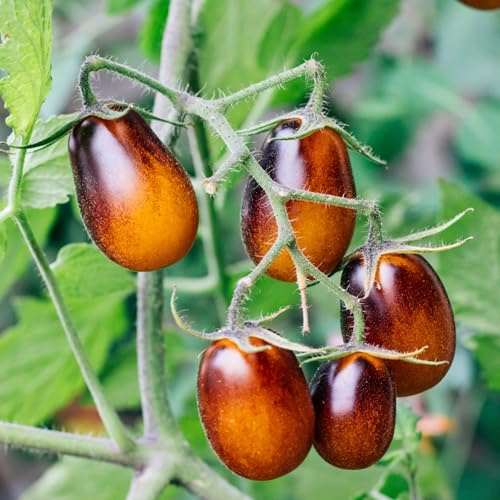 Graines de tomate Indigo Pear Drops tomate cerise indigo orange jaune sucrée semences potager serre balcon Love My Nature (25)
