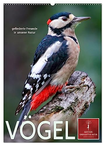 Vögel - gefiederte Freunde in unserer Natur (Wandkalender 2026 DIN A2 hoch), CALVENDO Monatskalender: Amsel, Drossel, Fink und Star, wer kennt sie nicht. (CALVENDO Tiere)