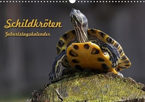 Schildkröten Geburtstagskalender (Wandkalender immerwährend DIN A3 quer): Immerwährender Kalender mit Land- und Wasserschildkröten (Monatskalender, 14 ... [Kalender] [Oct 31, 2013] Berg, Martina