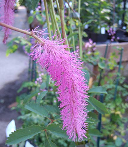 Sanguisorba hakusanensis 'Lilac Squirrel'
