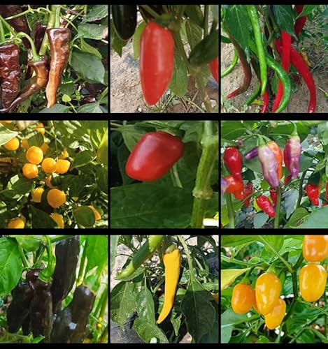 Lotto di semi di peperoncino piccante, 9 varietà, 90 semi (confezione 7)