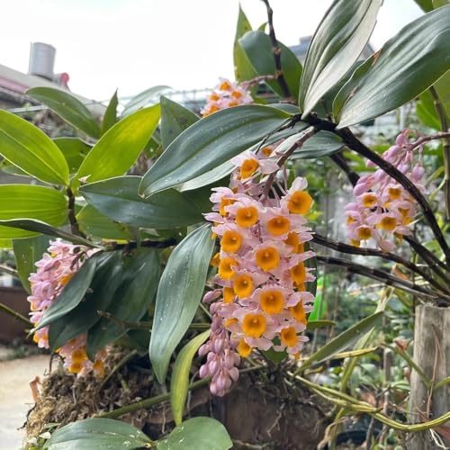 semi di orchidea dendrobium - rustiche per giardino, resistenti di orchidea dendrobium, Decorazione da giardino per esterno, balcone di campo 50pcs