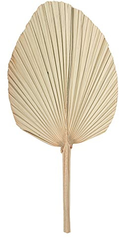 Arty Fetes Factory - Feuille Palmier SÉCHÉE ÉVENTAIL 70X33CM Nature