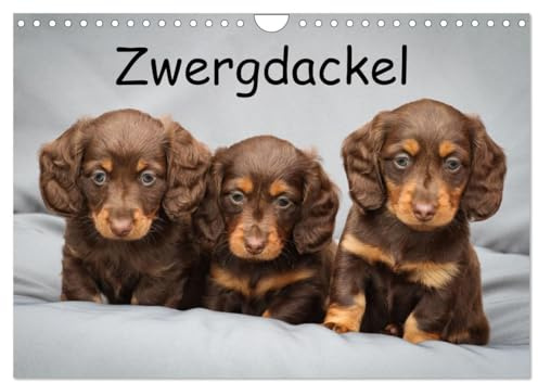 Zwergdackel von Kadi (Wandkalender 2026 DIN A4 quer), CALVENDO Monatskalender: Das bunte Dackelleben