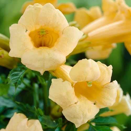 GardenersDream Campsis Flava - Kletterpflanzen Winterhart Gelbe Trompetenblume - Winterharte Pflanzen für Garten - Spektakuläre Balkon Pflanzen Rarität