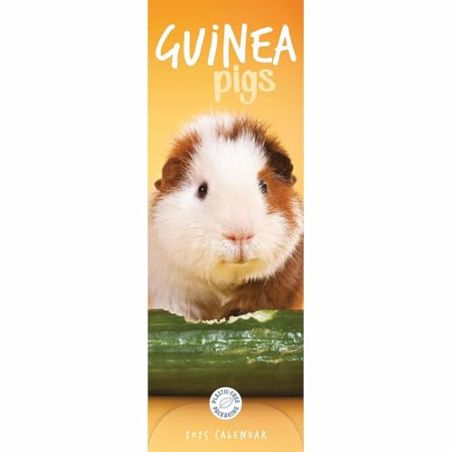 Guniea Pigs – Meerschweinchen 2025 – Slimline-Kalender: Original Carousel Calendar [Mehrsprachig] [Kalender]