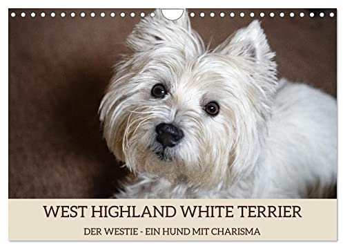 WEST HIGHLAND WHITE TERRIER - DER WESTIE - EIN HUND MIT CHARISMA (Wandkalender 2026 DIN A4 quer), CALVENDO Monatskalender: Bezaubernde Fotos des ... liebevoll Westie genannt. (CALVENDO Tiere)