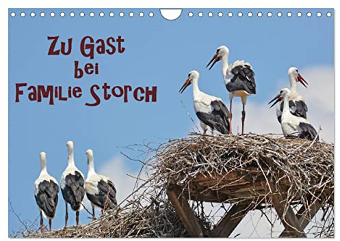 Zu Gast bei Familie Storch (Wandkalender 2026 DIN A4 quer), CALVENDO Monatskalender