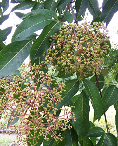 Plante d'EVODIA TETRADIUM DANIELLII 'Arbre à Miel' Plante Mellifera - en pot Ø 14 cm - H. 50 cm