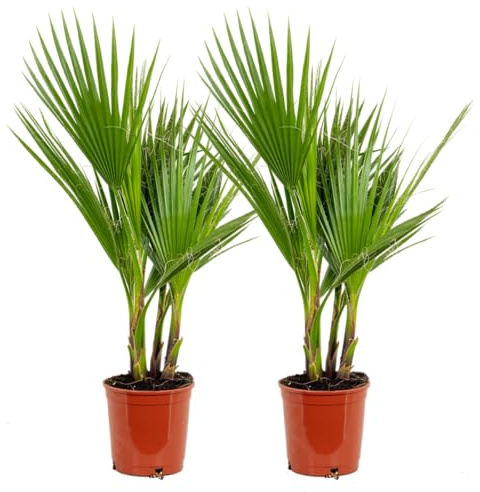 Bloomique - Lot de 2 - Washingtonia Robusta - Palmier éventail mexicain - Palmier rustique - Plantes de jardin - Hauteur 60-80 cm - Pot 17 cm