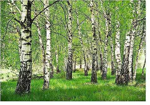 WallArena - Vlies Fototapete Wald Birken Birkenwald Bäume Sonne Landschaft 254x184 cm - Fototapeten - Tapeten - für Wohnzimmer Schlafzimmer - Vliestapete Wandtapete Tapete 3D Effekt- inkl. Kleister