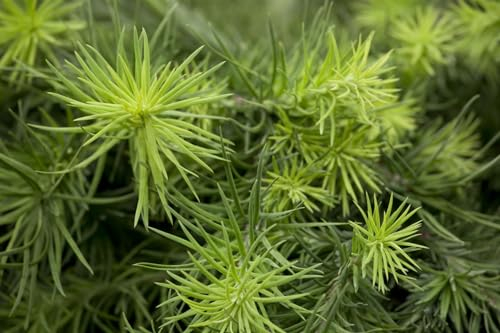 Larix kaempferi 'Blue Dwarf' 30–40 cm Stammhöhe – Winterhart, Mehrjährig, Pflegeleicht – Japanische Lärche – Bonsai-Pflanze für Kübel & Schale