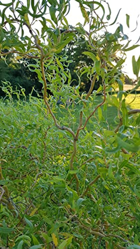 Salix x erythroflexuosa/Saule tortueux jaune/Conteneur de 2 à 2.9 litres