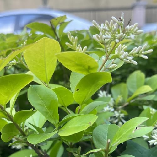 ligustro - semi foglie giardino verde semi interni esotici resistenti 200pcs