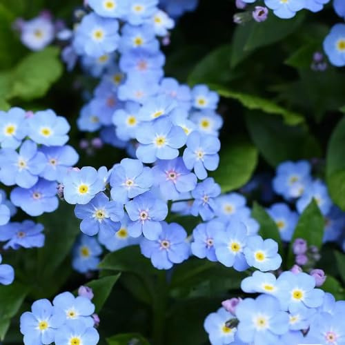 Non ti scordar di me - Myosotis Sylvatica ornamentali semi di selvatici balcone copertura terreno semi selvatiche decorazione 400pcs