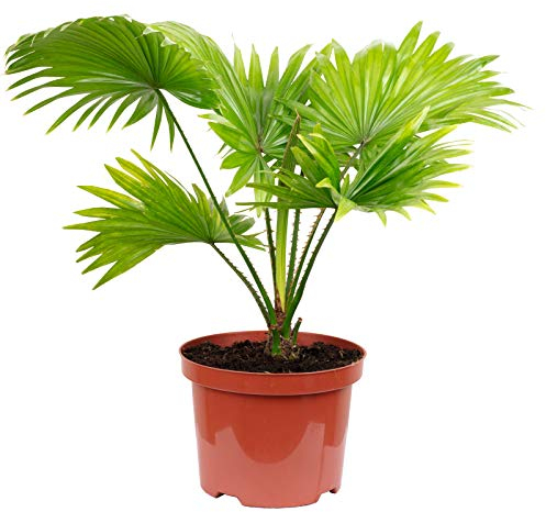 Schirmpalme - echte Zimmerpflanze, Livistona - Höhe ca. 60 cm, Topf-Ø 17 cm