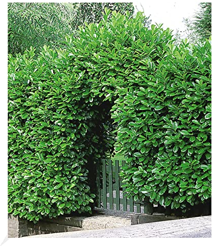 BALDUR Garten Kirschlorbeer Hecke, 20 Pflanzen Prunus laurocerasus winterhart und immergrün, blickdichter Sichtschutz, mehrjährig, Prunus laurocerasus