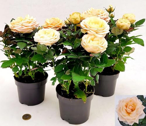 POWERS TO FLOWERS - ROSA DA GIARDINO RAMPICANTE e RIFIORENTE, ROSA ÇONFETTO, 2 PIANTE, Piante Vere