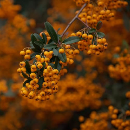 Vivai le Georgiche - Pianta vera di Pyracantha Orange Glow Agazzino 'Orange Glow' - vaso Ø 15 cm
