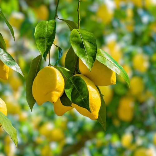 800 piezas semillas resistentes de limonero - semillas frescas de orgánicas, lecho elevado pote