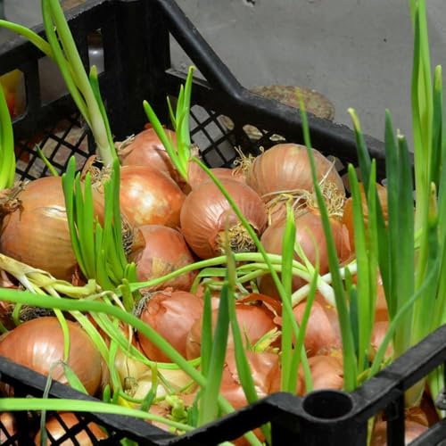 400samen steckzwiebeln bio exotische winterhart zimmerpflanze gartenkräuter winterfeste für balkon bio gartenpflanzen topfpflanzen