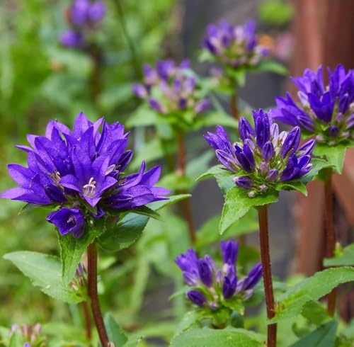 KNÄUEL - GLOCKENBLUME - Campanula glomerata 25+ Samen - ESSBAR - Ed 104