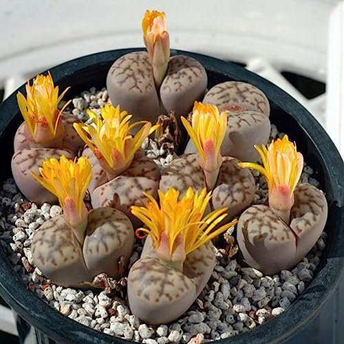 Saterkali Semillas de Lithops de mezcla rara, 100 piezas Semillas de Lithops de mezcla rara Piedras vivas Cactus suculentos Semillas a granel saludables