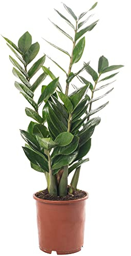 Zamioculcas Große Zimmerpflanze Echte ZZ Immergrüne Exotische Hohe Wohnpflanzen