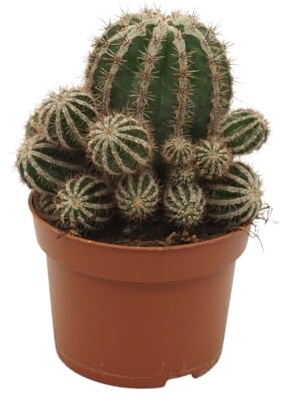 Bauernkaktus Echinopsis cv. haku-jo maru 10,5cm Topf Zimmerpflanze