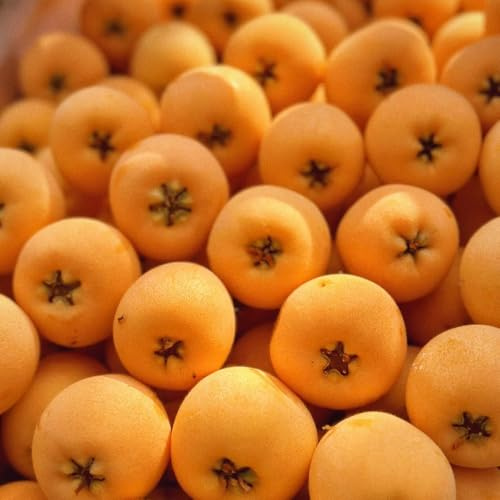 Semillas frescas de níspero, resistentes para el jardín enanos resistentes comprar exóticas semillas de fresca 50pcs