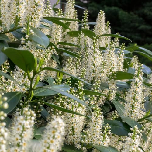 semi di lauroceraso - d'appartamento da giardino resistenti decorative esotiche 150pcs