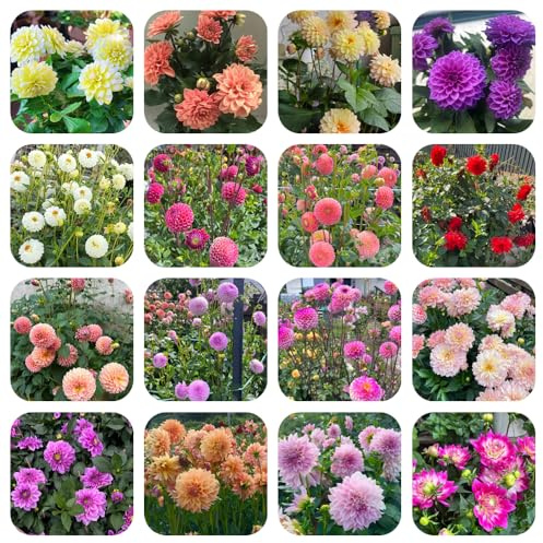 tuberi di dalia serra balcone rialzato con letto giardino resistenti, giardino interno all'aperto tappezzanti raro sul 10pcs