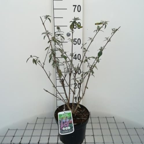 Buddleja dav. 'Pink delight' - Schmetterlingsstrauch 'Pink Delight 40-60 cm Container